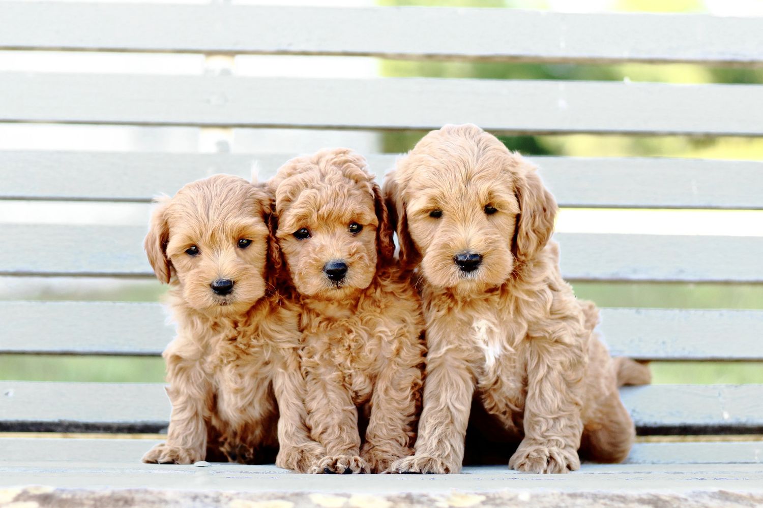 Cheap sales goldendoodle puppies